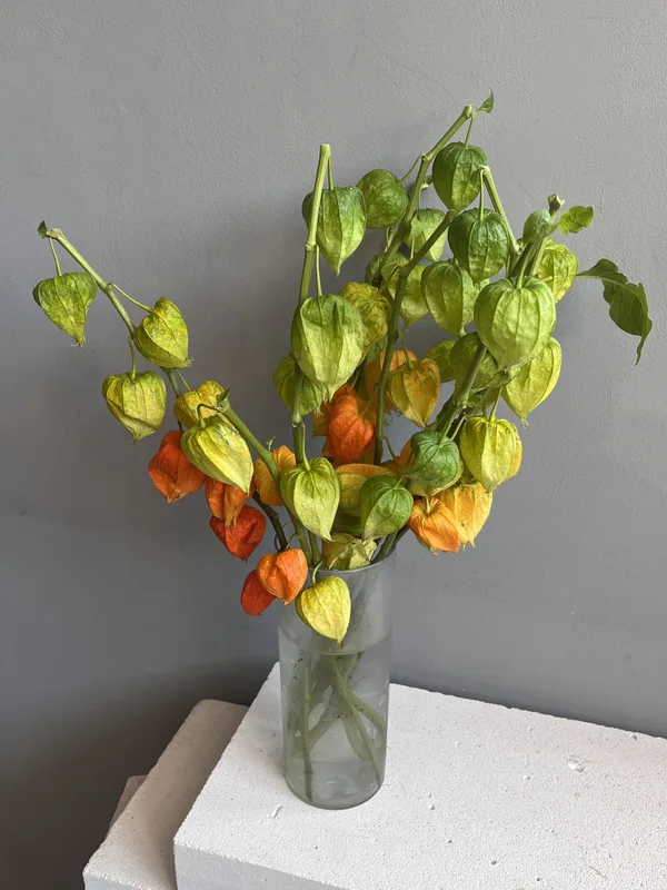 Физалис — купить в Казани, STEMS