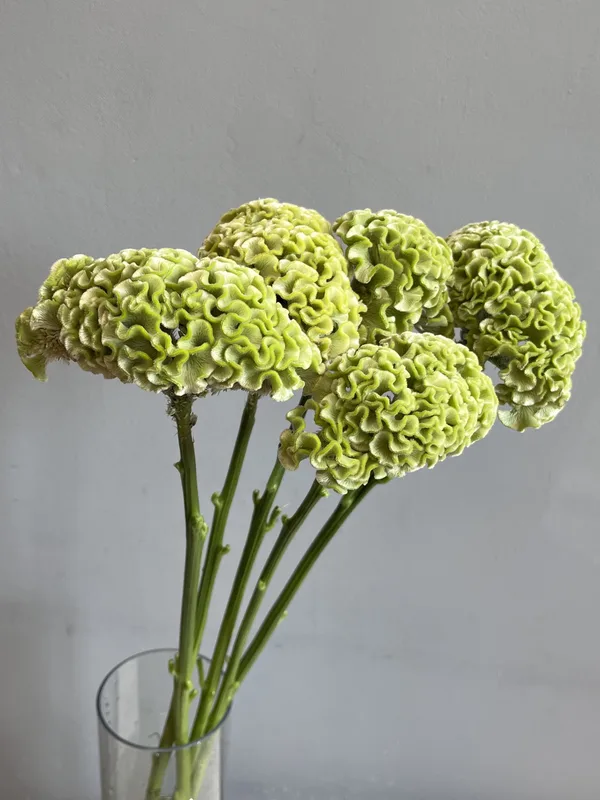 Целозия зеленая — купить в Казани, STEMS