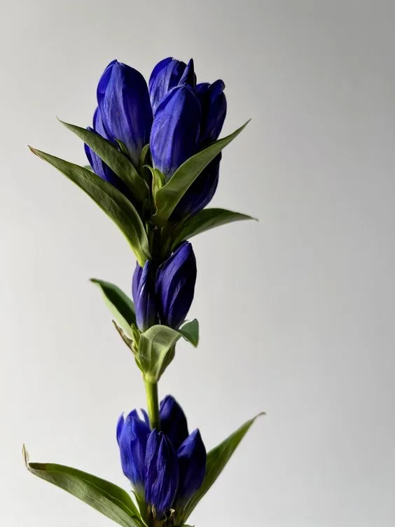Гентиана синяя — купить в Казани, STEMS