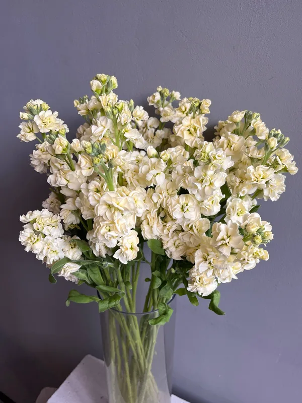 Маттиола кремовая — купить в Казани, STEMS