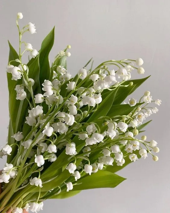 Ландыши — купить в Казани, STEMS