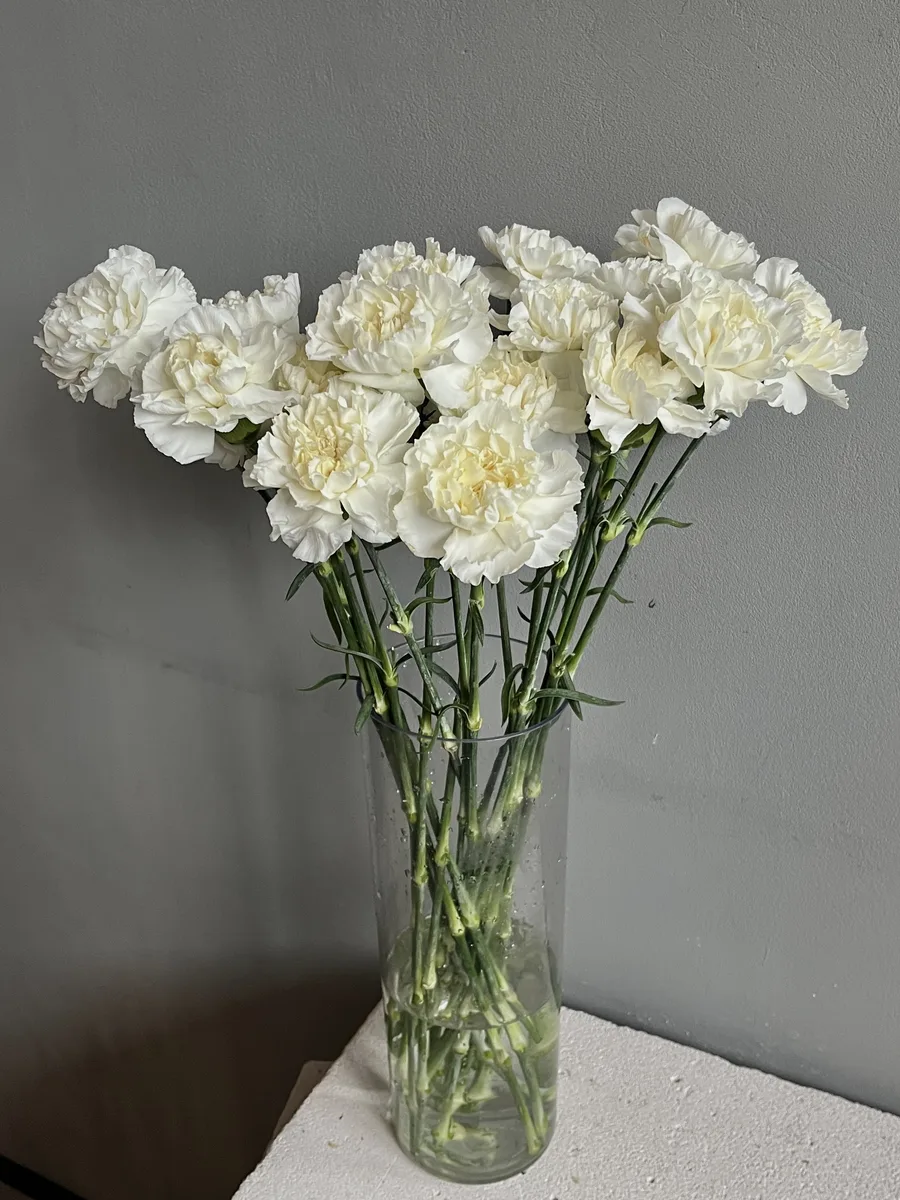 Гвоздика белая — купить в Казани, STEMS