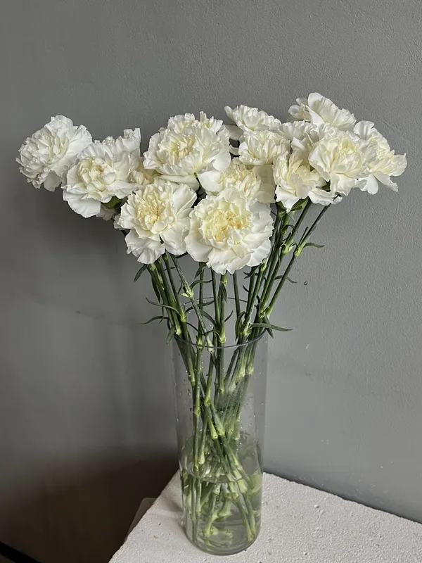 Гвоздика белая — купить в Казани, STEMS