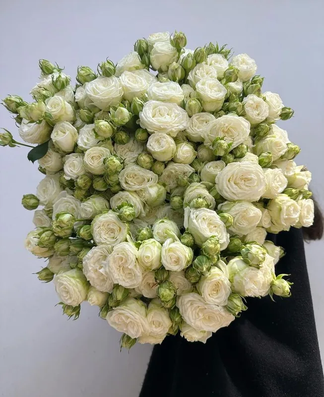 Роза кустовая белая — купить в Казани, STEMS