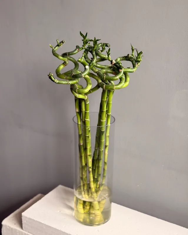 Бамбук — купить в Казани, STEMS