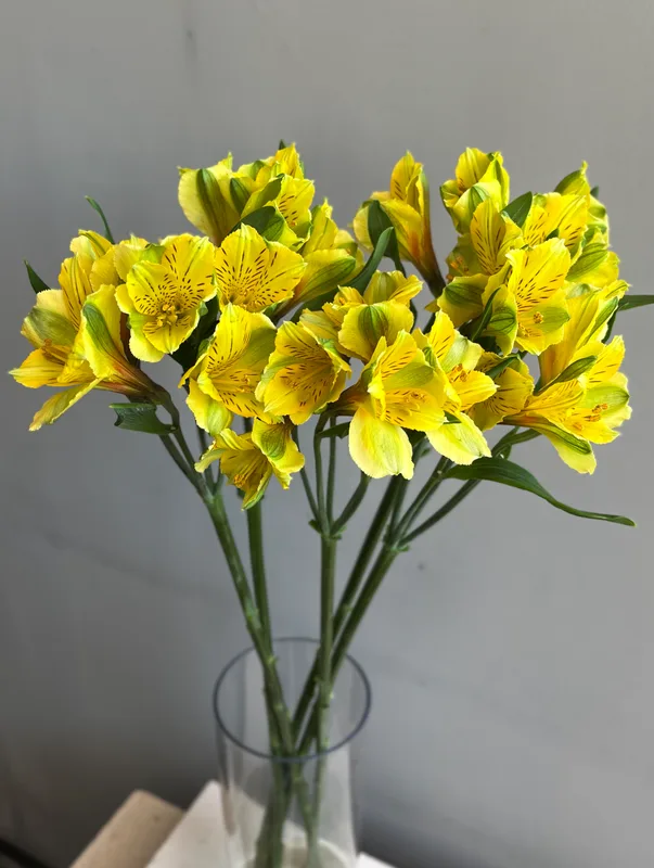 Альстромерия желтая — купить в Казани, STEMS
