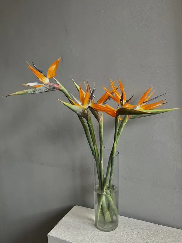 Стрелиция — купить в Казани, STEMS