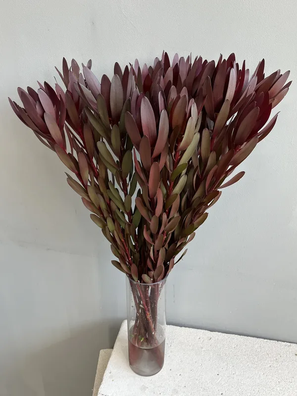 Леукадендрон — купить в Казани, STEMS