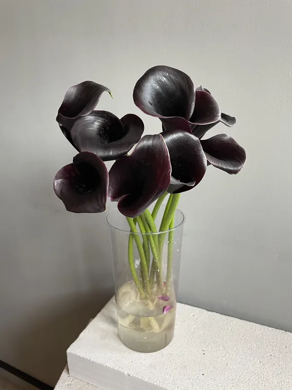 Каллы черные — купить в Казани, STEMS