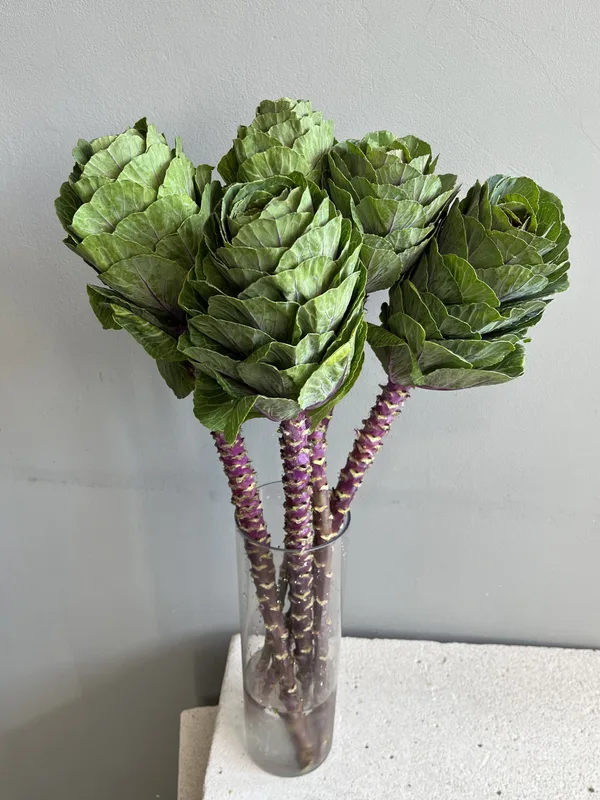Брассика — купить в Казани, STEMS