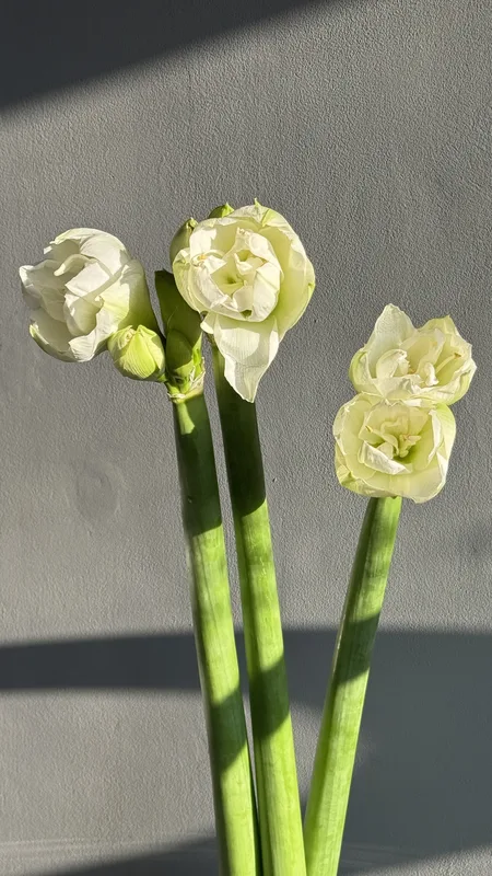 Амариллис белый — купить в Казани, STEMS