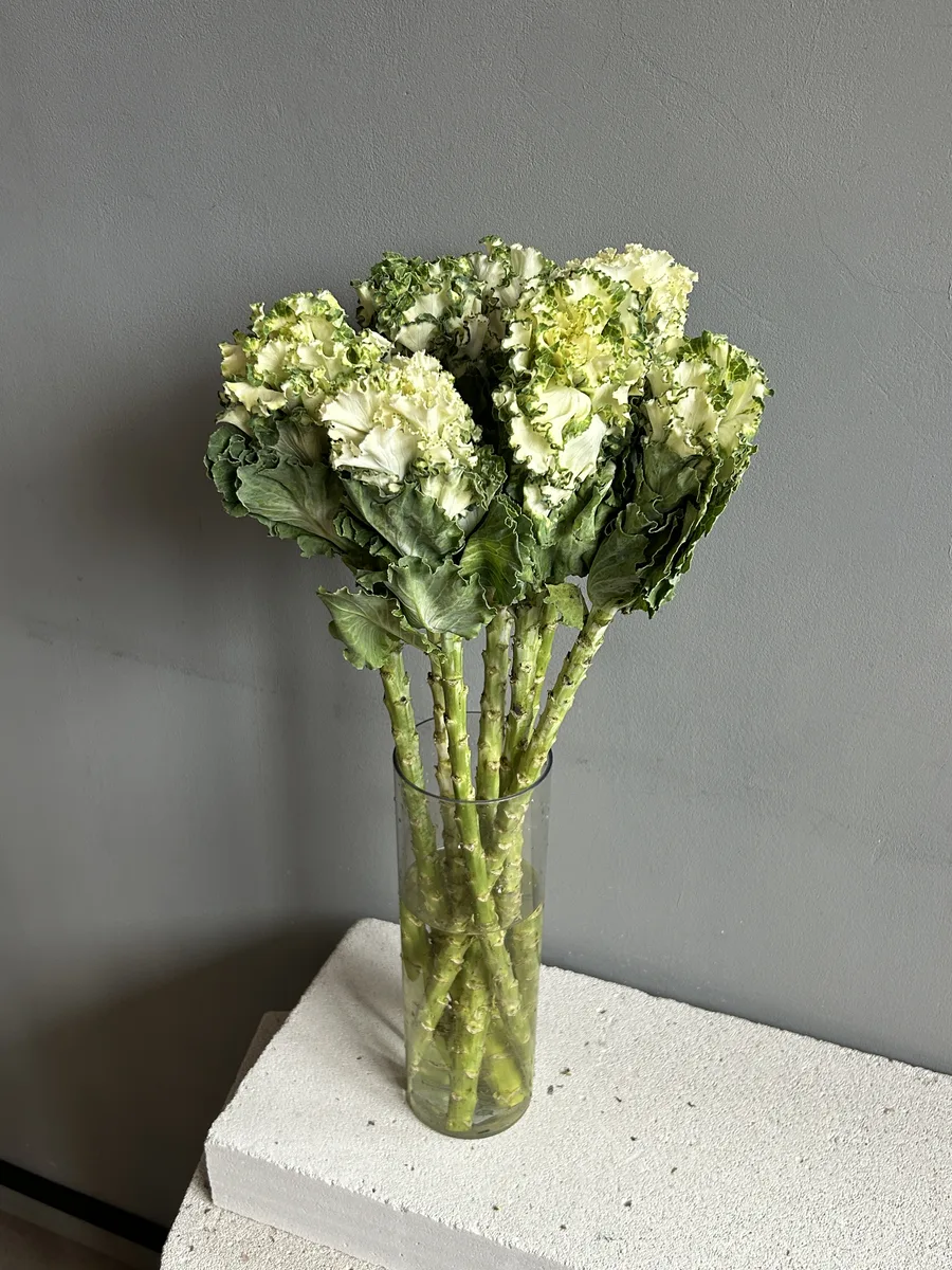 Брассика белая — купить в Казани, STEMS