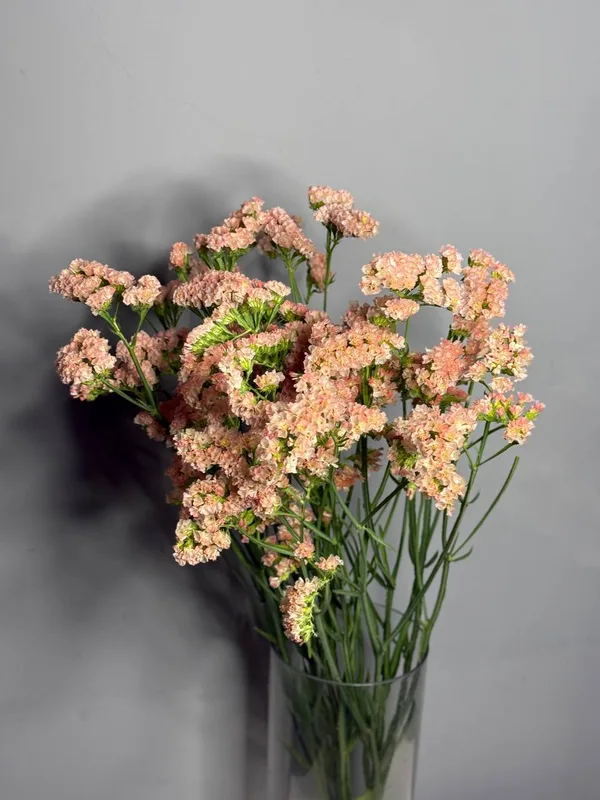 Статица персиковая — купить в Казани, STEMS