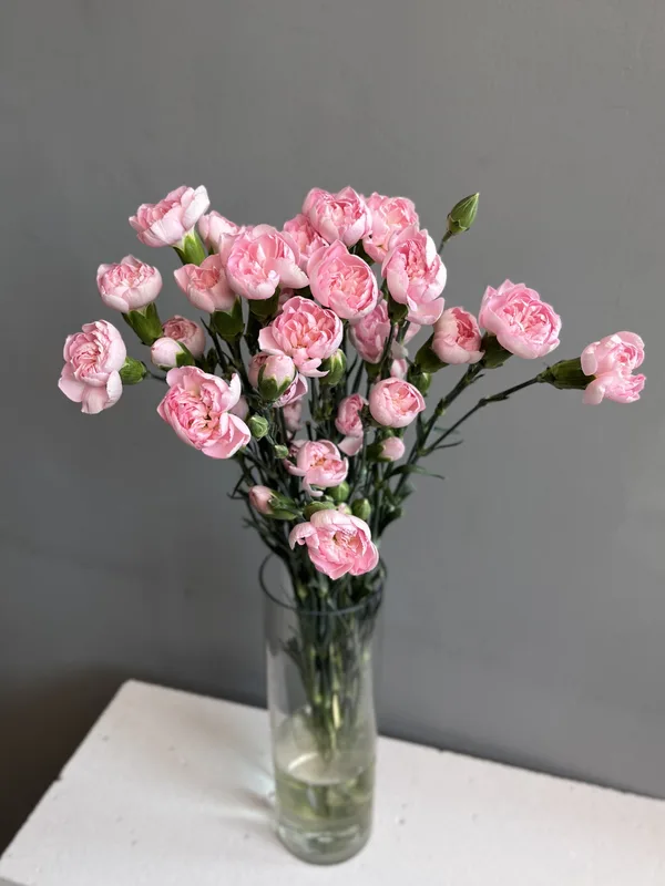 Гвоздика кустовая розовая — купить в Казани, STEMS