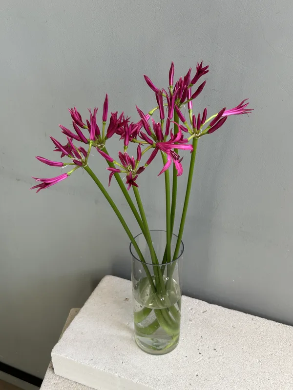 Нерине — купить в Казани, STEMS