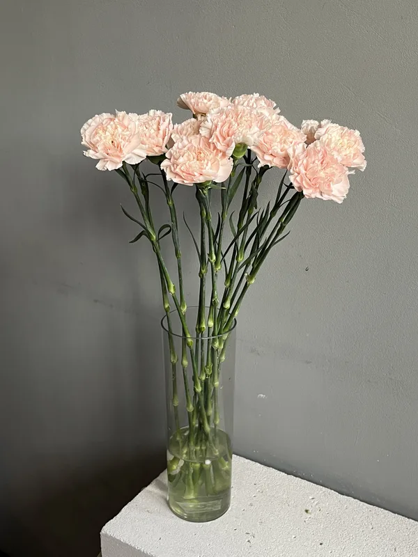 Гвоздика Брют — купить в Казани, STEMS