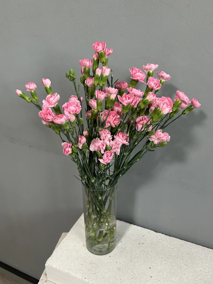 Гвоздика кустовая розовая — купить в Казани, STEMS
