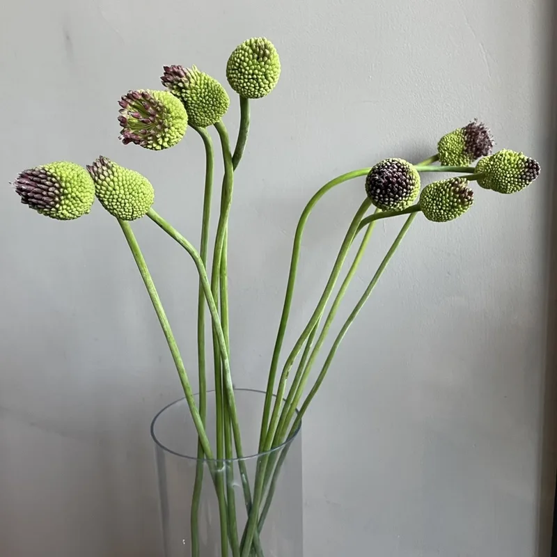 Аллиум Зеленый — купить в Казани, STEMS