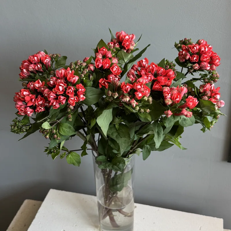 Бовардия — купить в Казани, STEMS