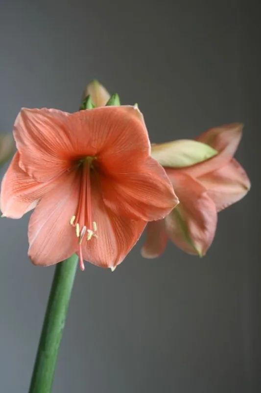 Амариллис персик — купить в Казани, STEMS