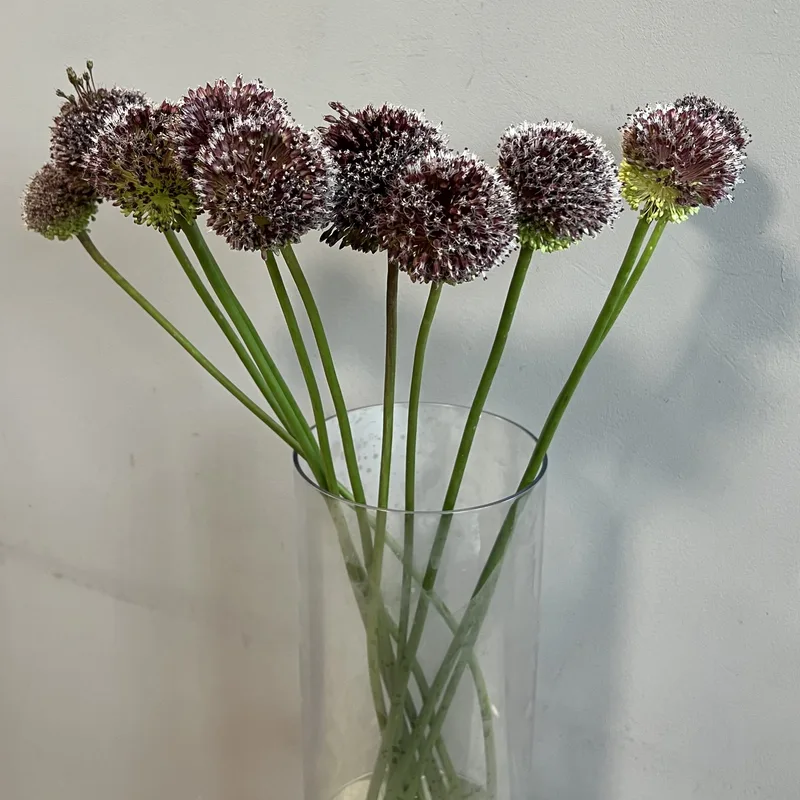 Аллиум Форлок — купить в Казани, STEMS