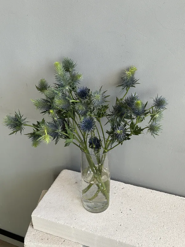 Эрингиум — купить в Казани, STEMS