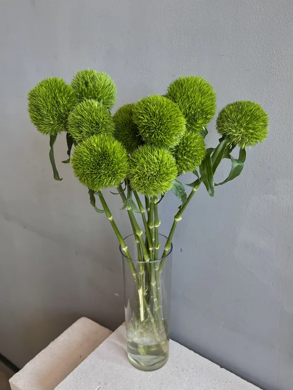 Гвоздика Киви — купить в Казани, STEMS