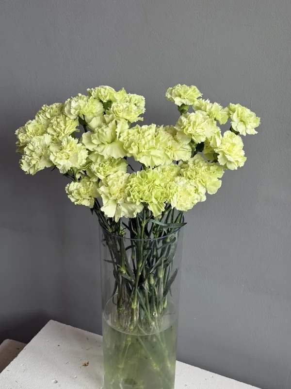 Гвоздика зеленая — купить в Казани, STEMS