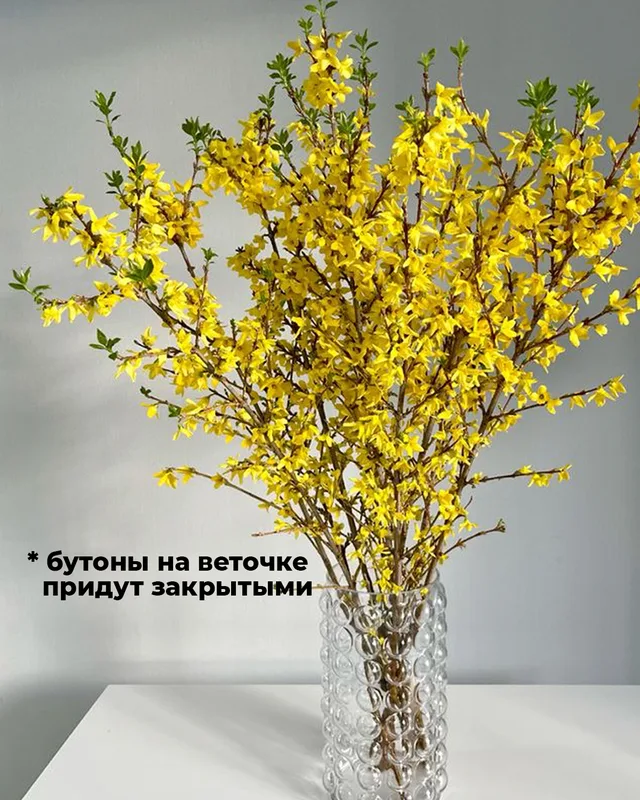 Форзиция [цветущие ветки] — купить в Казани, STEMS