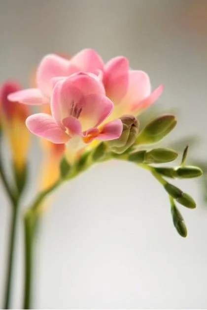 Фрезия розовая — купить в Казани, STEMS