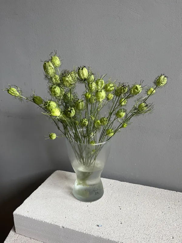 Нигелла — купить в Казани, STEMS