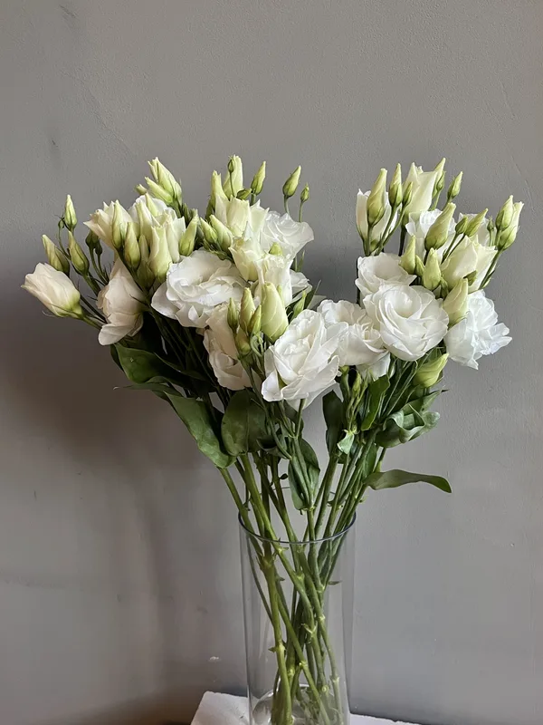 Эустома белая — купить в Казани, STEMS