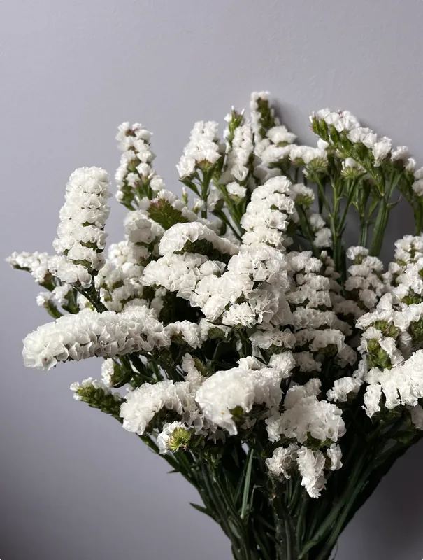 Статица белая — купить в Казани, STEMS