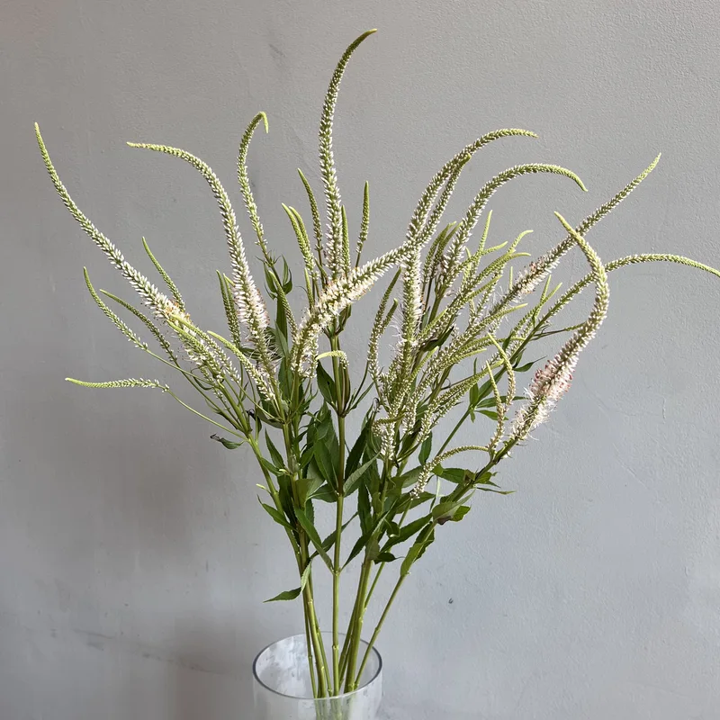 Вероника белая — купить в Казани, STEMS