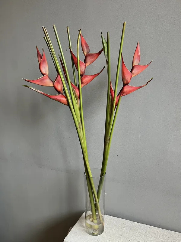Хеликония тропическая — купить в Казани, STEMS