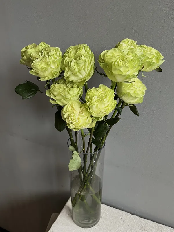 Роза Экзотик Минт — купить в Казани, STEMS