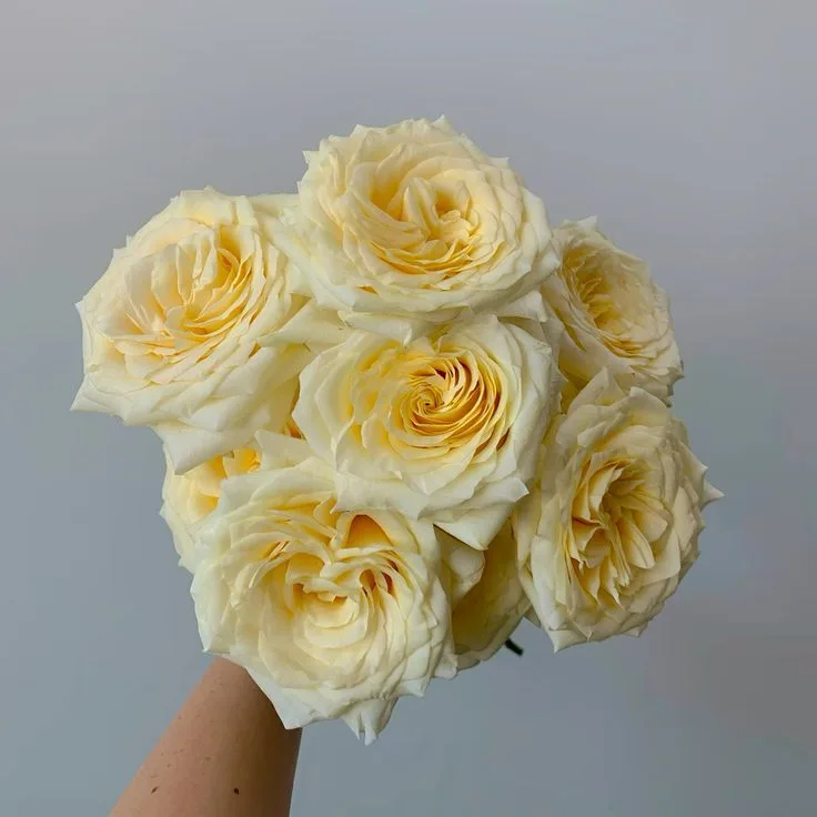 Роза Кендилайт — купить в Казани, STEMS