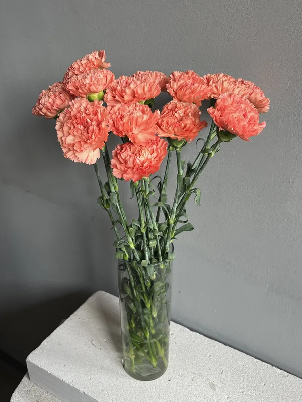 Гвоздика терракот — купить в Казани, STEMS
