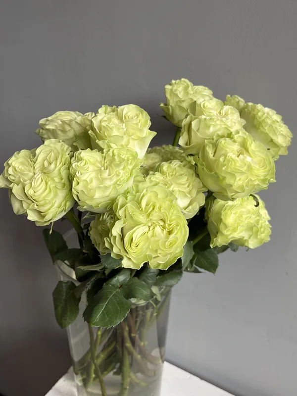 Роза Васаби — купить в Казани, STEMS