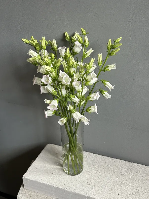Кампанула белая — купить в Казани, STEMS