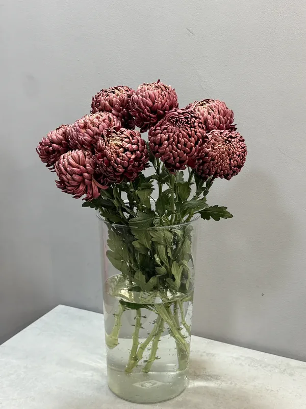 Хризантема Бигуди бордо — купить в Казани, STEMS