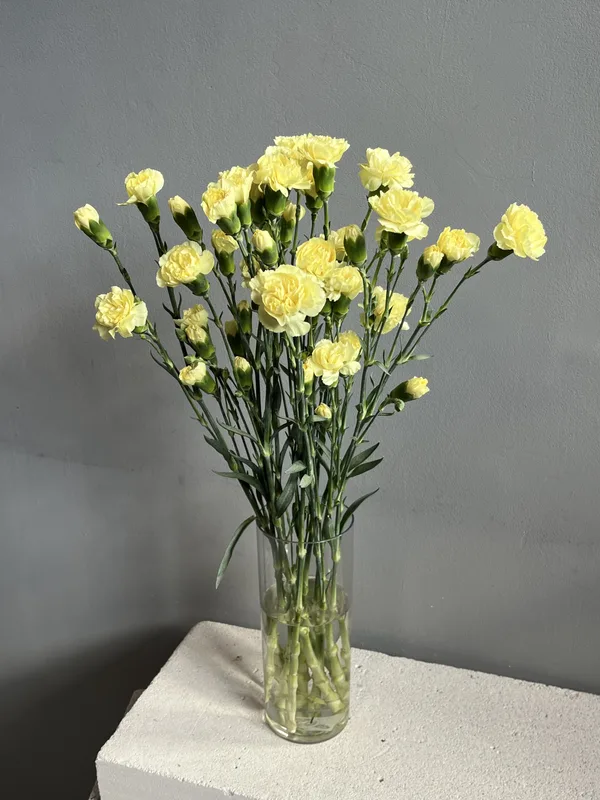 Гвоздика кустовая лимонная — купить в Казани, STEMS