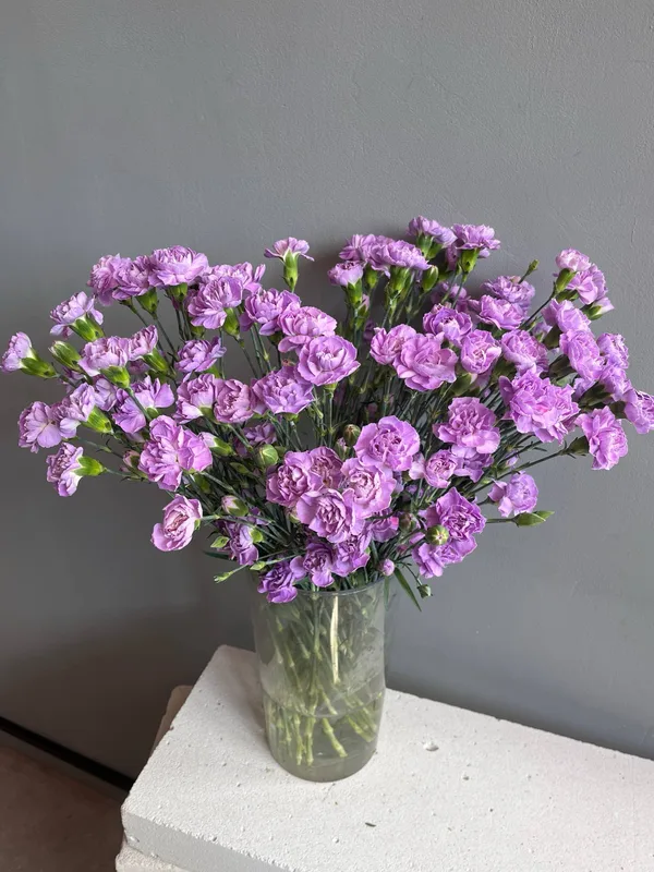 Гвоздика кустовая сиреневая — купить в Казани, STEMS
