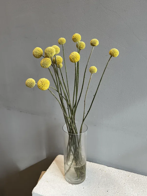 Краспедия — купить в Казани, STEMS