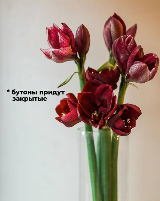 Амариллис красный — купить в Казани, STEMS