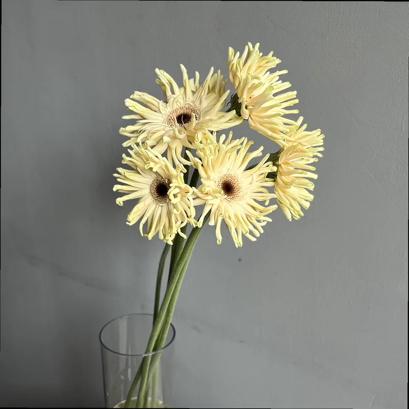 Гербера сливочная  — купить в Казани, STEMS
