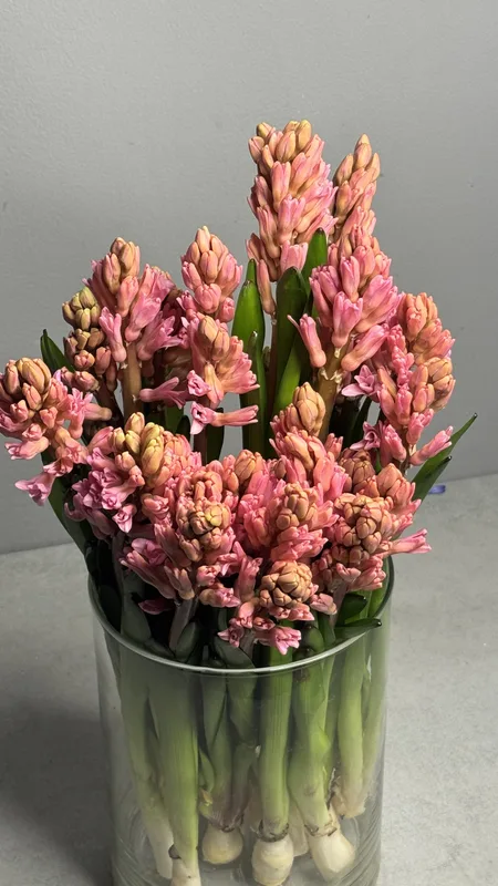 Гиацинт персик — купить в Казани, STEMS