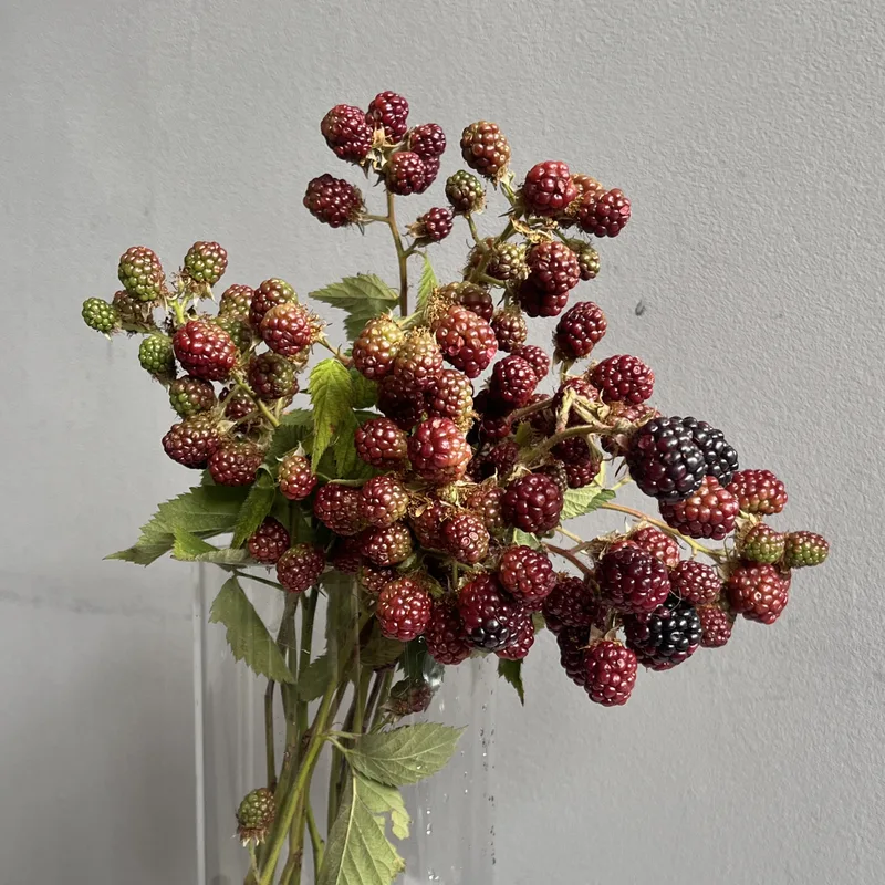 Рубус — купить в Казани, STEMS