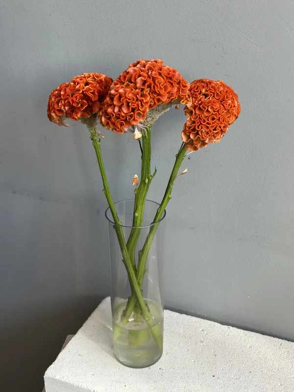 Целозия терракот — купить в Казани, STEMS