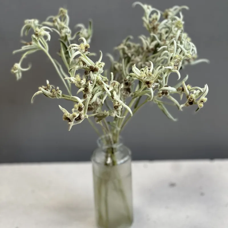 Эдельвейс — купить в Казани, STEMS
